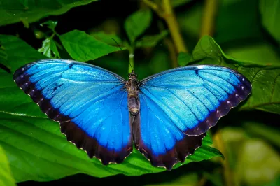 Mariposa morpho